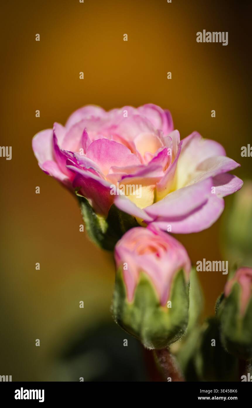 Belvidere, New Jersey, USA – 14. März 2026: Vertikale Nahaufnahme von rosa und gelben Kerzenblüten mit weichem Bokeh. Stockfoto