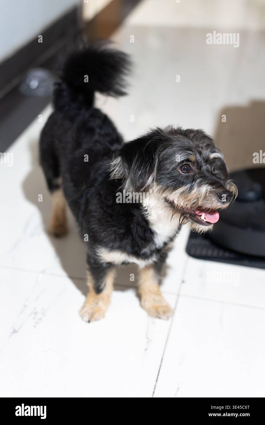 Schwarz-weißer Terrier Hund steht auf weißem Fliesenboden im modernen Haus in Shanghai, China Stockfoto