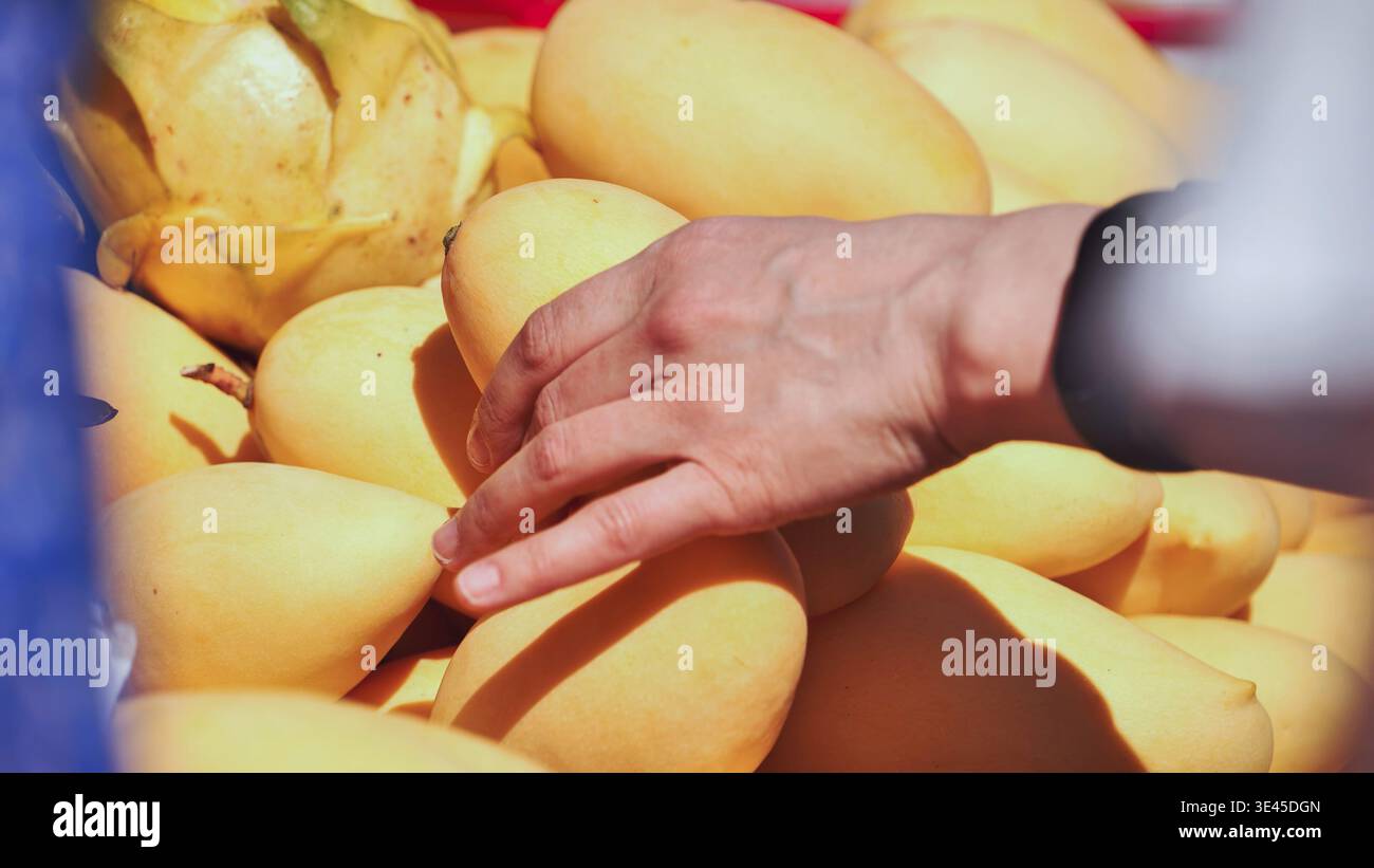 Auswahl frischer Mangos auf einem Obstmarkt unter freiem Himmel während des Indianertags in Moskau Stockfoto