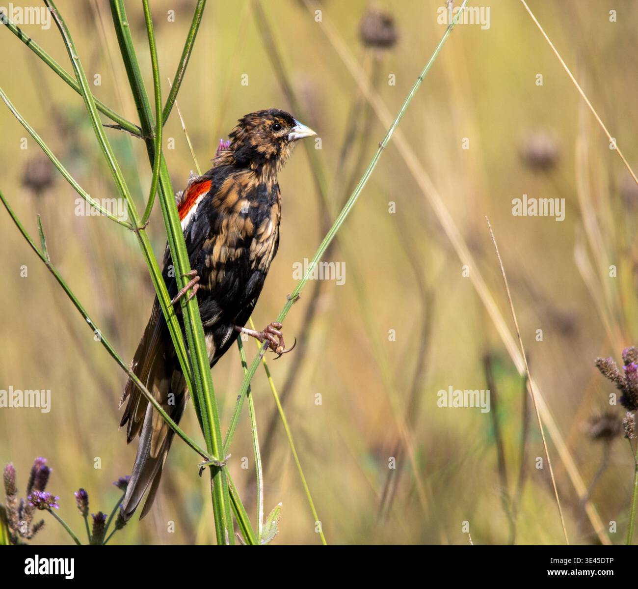 Südafrikanische Vögel - männlicher Langschwanzwitwe, der im Herbst seine Brutfarben verliert Stockfoto