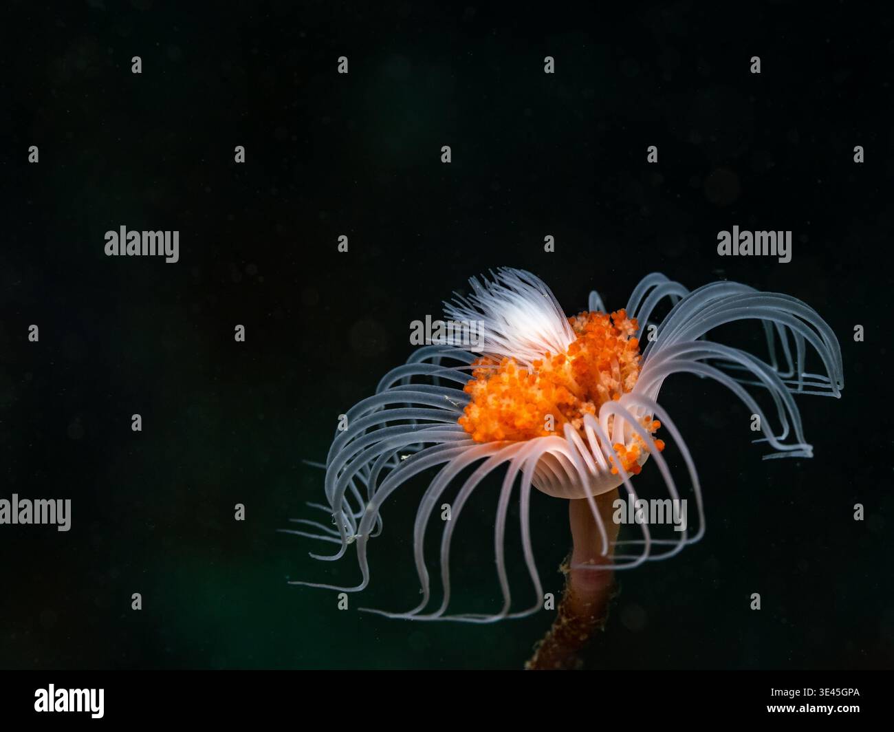 Makronahmebild eines röhrenhydroidpolyps (Tubularia warreni) unter Wasser mit dunklem Hintergrund Stockfoto