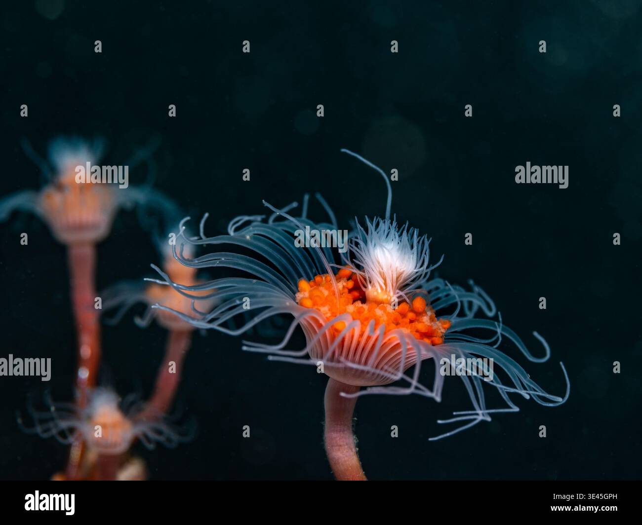 Makronahmebild eines röhrenhydroidpolyps (Tubularia warreni) unter Wasser mit dunklem Hintergrund Stockfoto