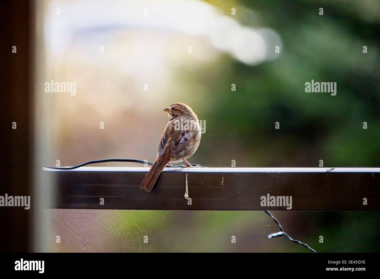 Weiblicher Hausspatz (Passer domesticus), der auf einem Metallgeländer in einem Vorstadtgarten mit weichem Bokeh-Hintergrund aus grünem Laub und natürlichem Licht thront Stockfoto