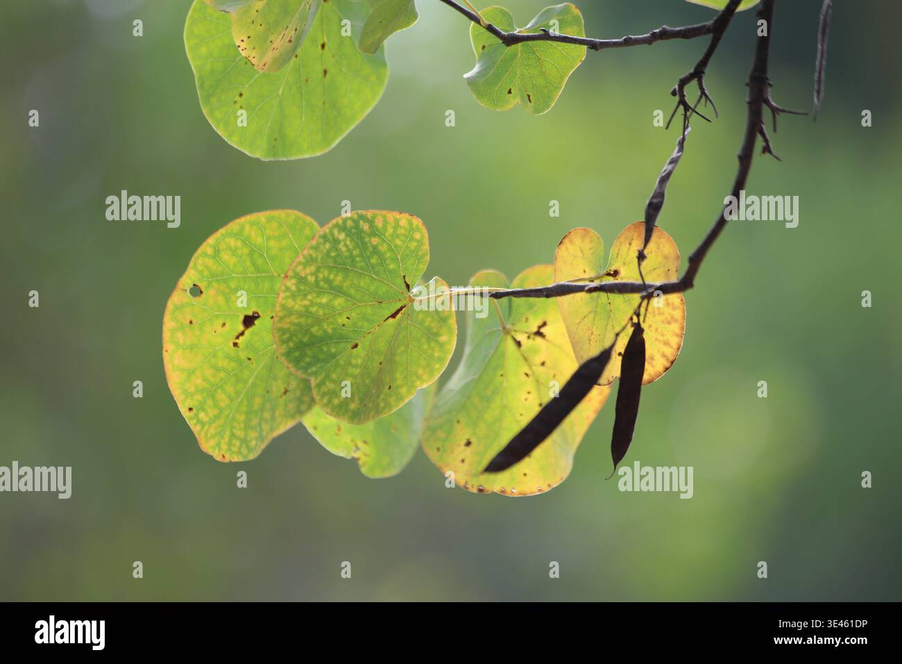 Blätter des judas-Baumes (Cercis siliquastrum) mit einer schönen Hintergrundbeleuchtung Stockfoto