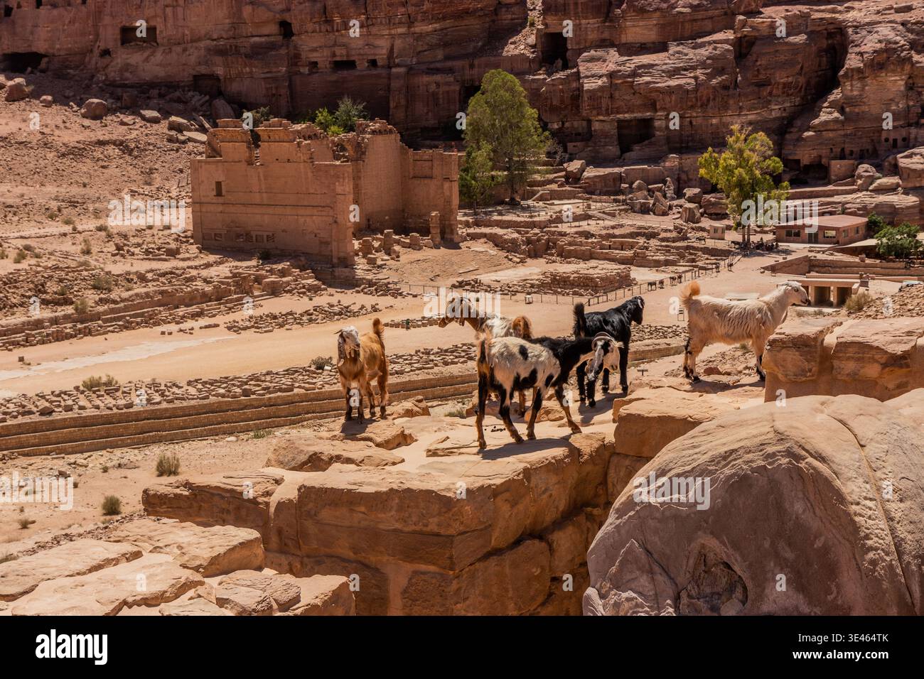Ziegen über den Ruinen von Qasr al-Bint in der antiken Stadt Petra, Jordanien Stockfoto
