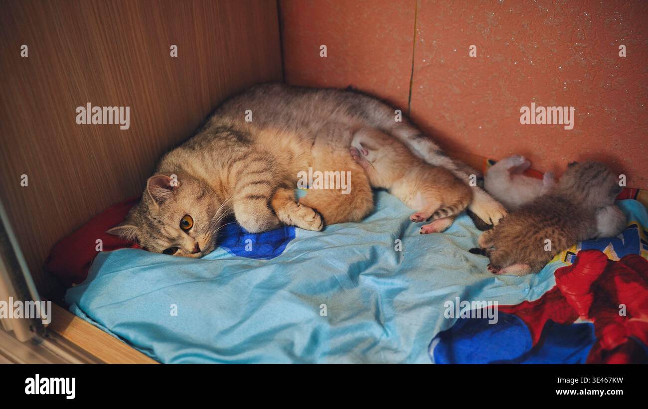 Mutter Katze stillt ihre Kätzchen in einem Schrank Stockfoto
