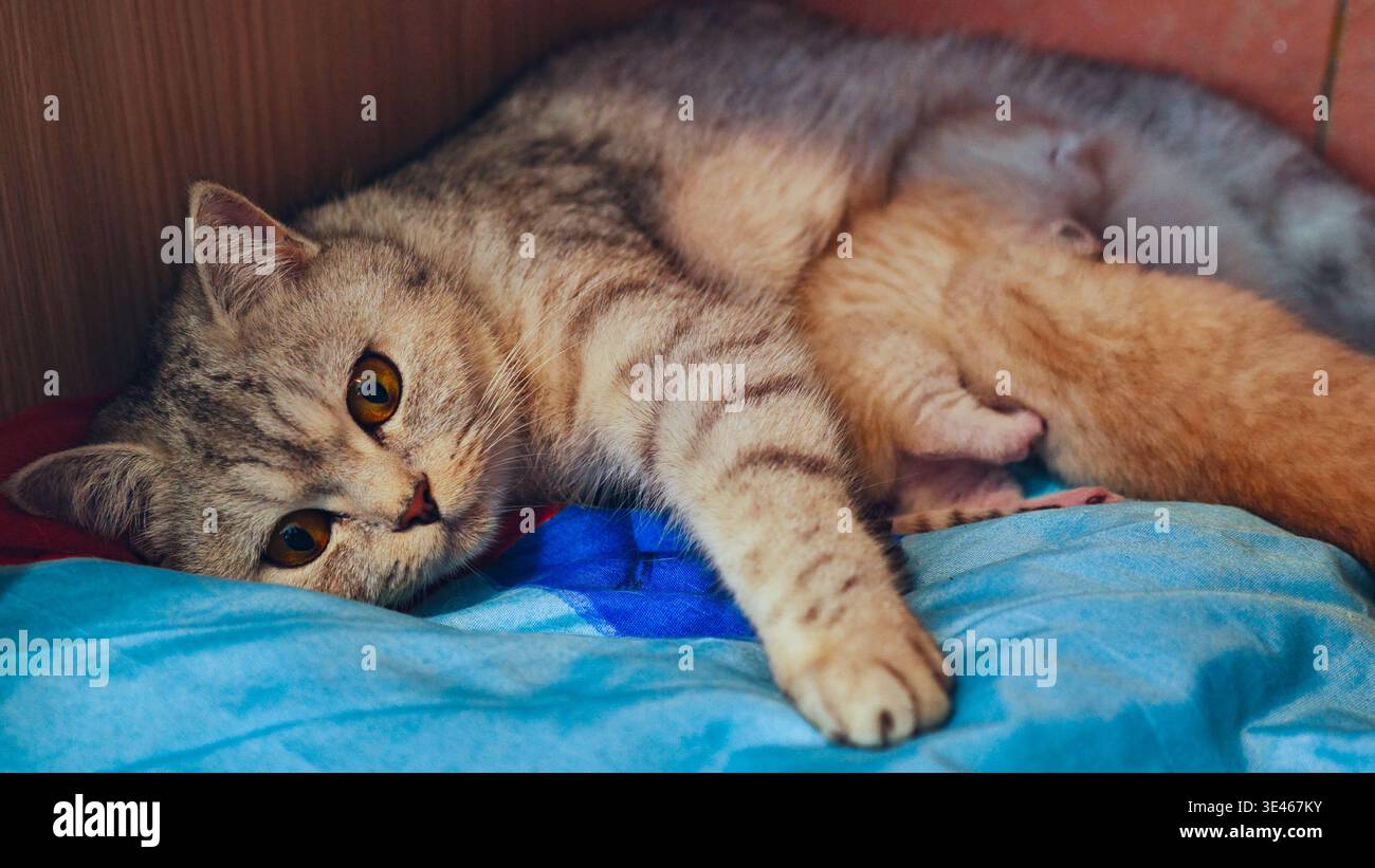 Mutter Katze, die ihre Kätzchen stillt, liegt auf einer Decke Stockfoto