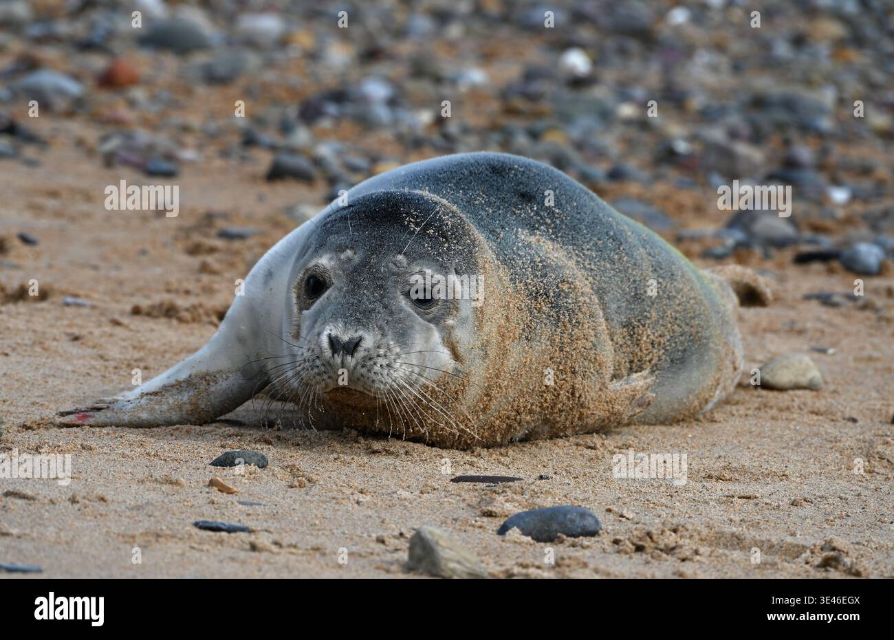 Robbenjunges am Northumberland Beach Stockfoto