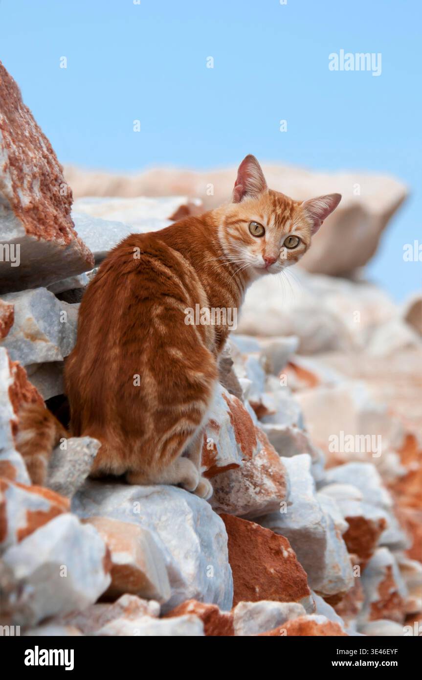 Hauskatze, rotgestromt, sitzt auf eine Felsmauer, Kykladen / Katze, roter Klassiker Tabby, sitzend auf einer felsigen Mauer, Kykladen, Griechenland Stockfoto