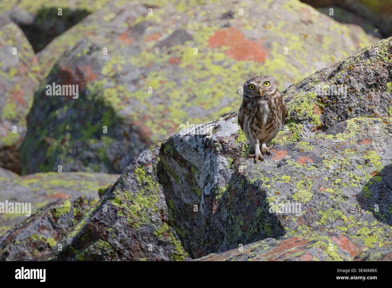Kleine Eule (Athene noctua), die auf den Felsen thront, italienische Alpen Stockfoto