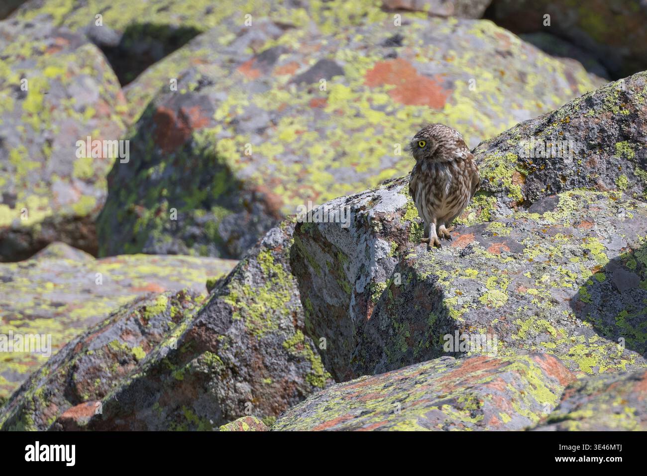 Kleine Eule (Athene noctua), die auf den Felsen thront, italienische Alpen Stockfoto