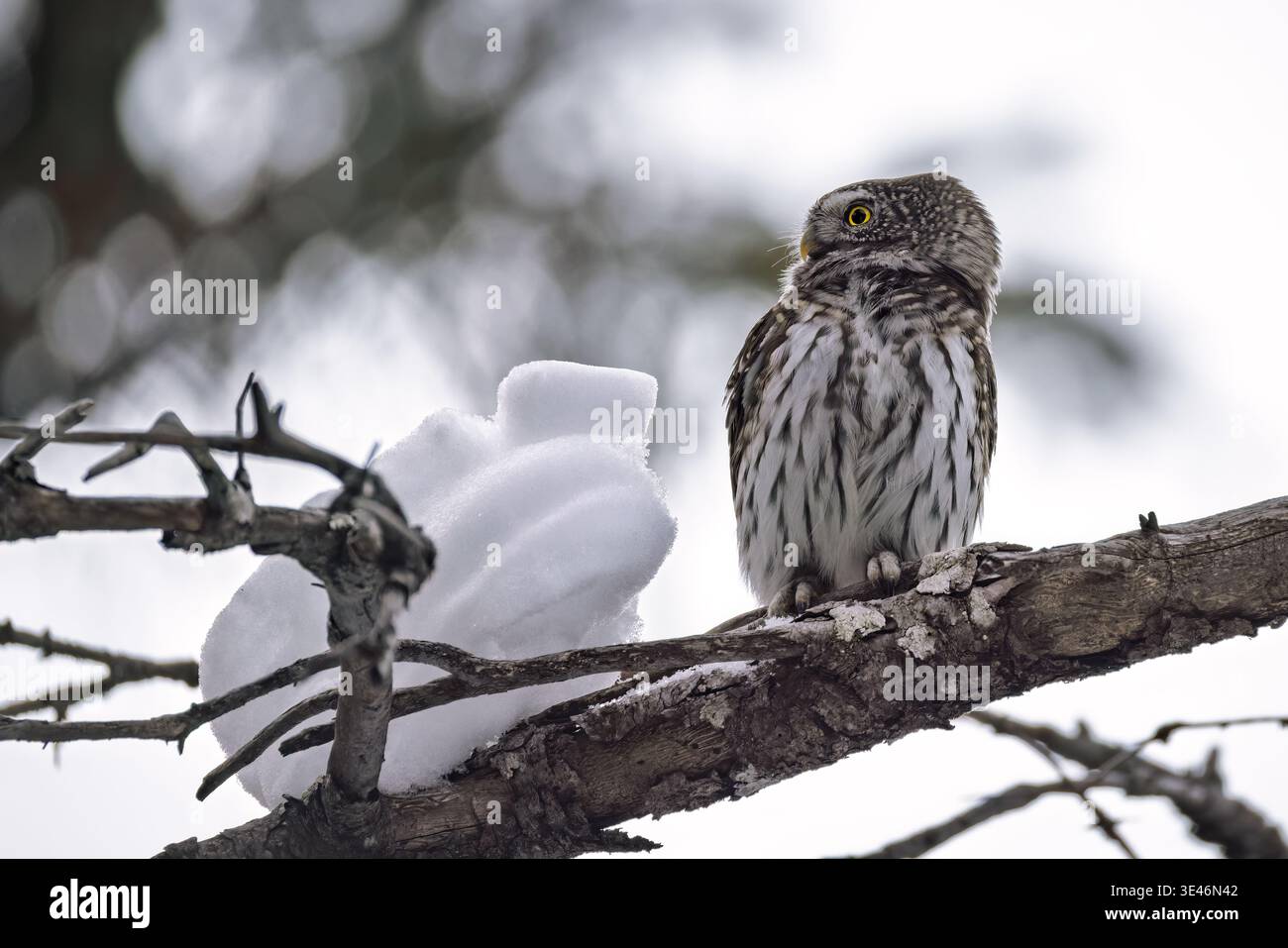 Eurasische Zwergeule (Glaucidium passerinum) thront auf einem Ast mit einem Schneeball daneben, italienische Alpen Stockfoto