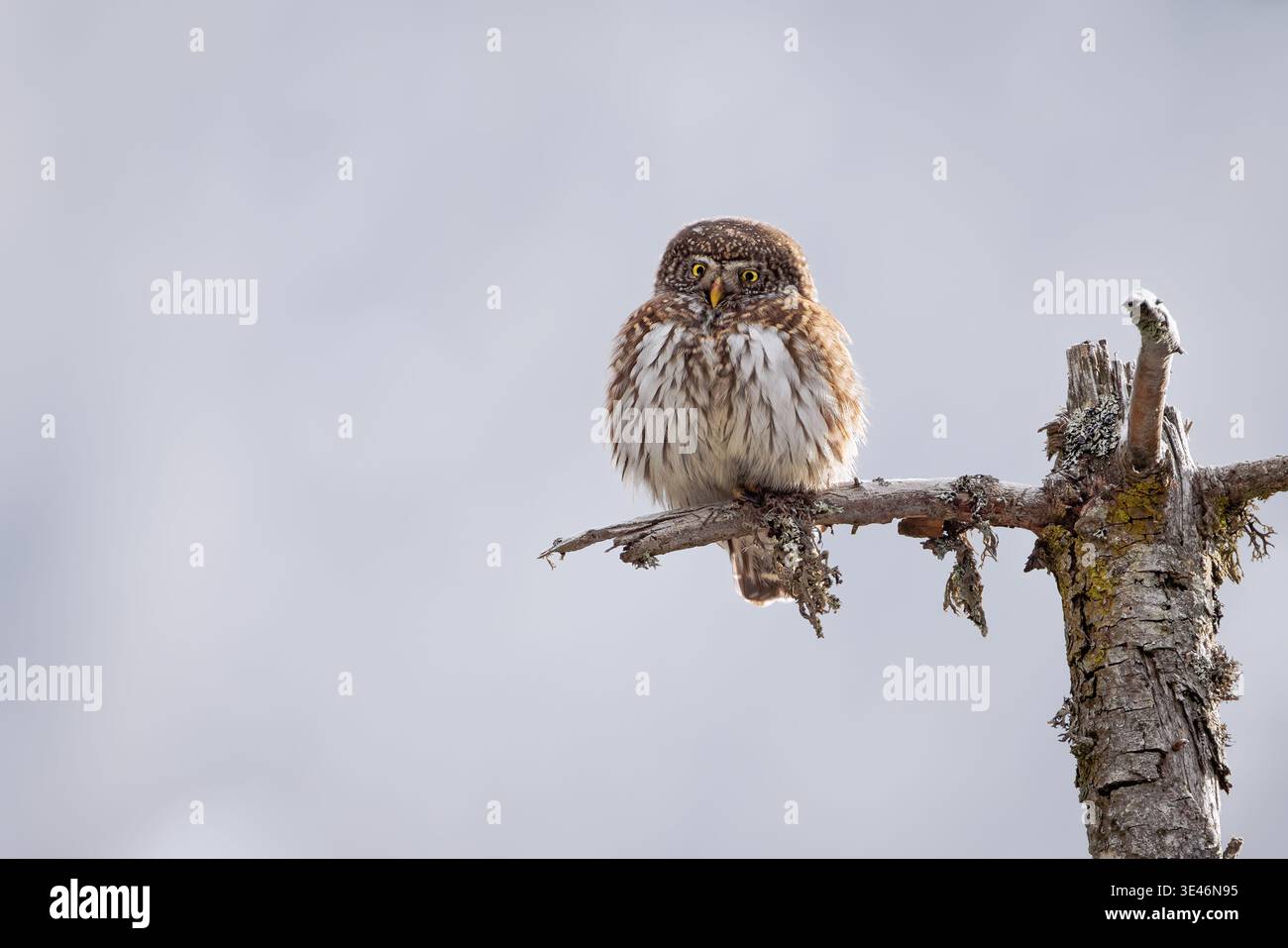 Eurasische Zwergeule (Glaucidium passerinum) auf einem Zweig, italienische Alpen Stockfoto
