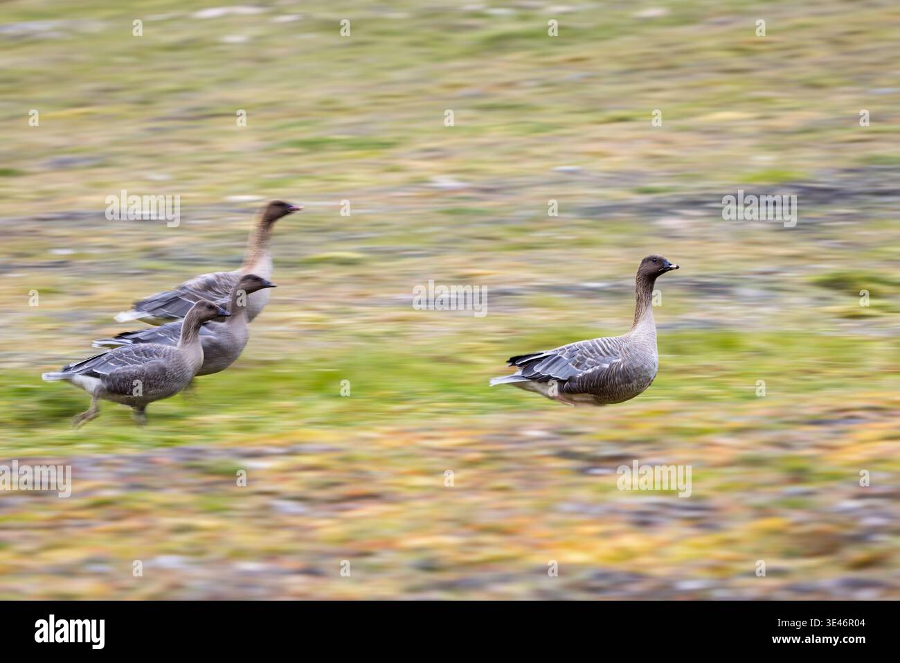Pinkfüßige Gänse (Anser brachyrhynchus) laufen auf der Tundra, Longyearbyen, Svalbard-Archipel Stockfoto
