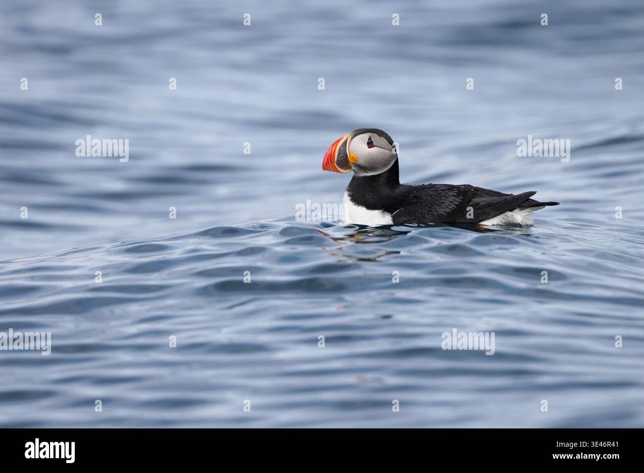 Atlantik-Murmeltier (Fratercula arctica) wippt auf dem kalten Wasser vor der Küste von Svalbard, einem norwegischen Archipel zwischen Norwegen und dem Nordpol Stockfoto