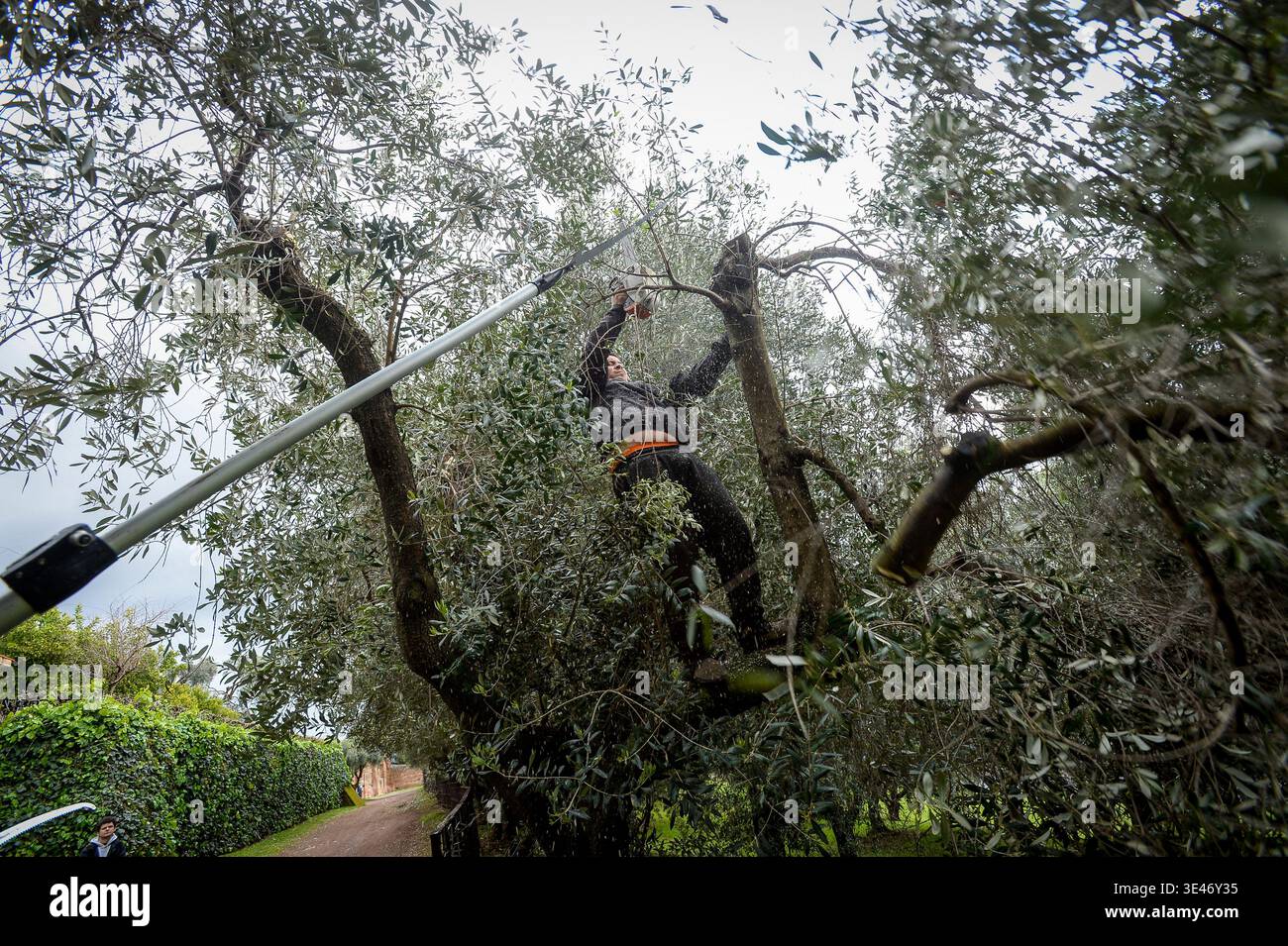 Beschnittene olivenbume -Fotos und -Bildmaterial in hoher Auflsung  Alamy