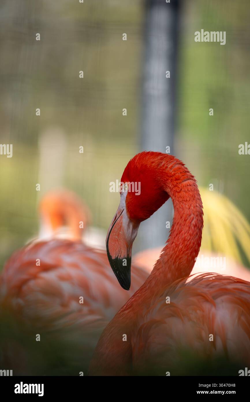Rosafarbenes Flamingoprofil mit geschwungenem Hals unter anderen Flamingos, weichem, verschwommenem Hintergrund, geringe Tiefe des Feldes, Wildvogelszene. Stockfoto