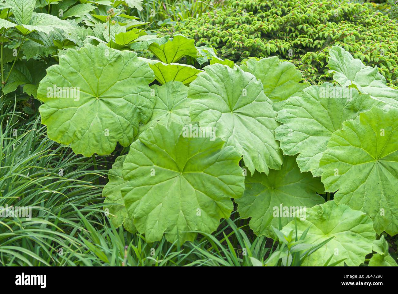 Schildblatt Roger's Flower (Astilboides tabularis), Blätter, Deutschland Stockfoto