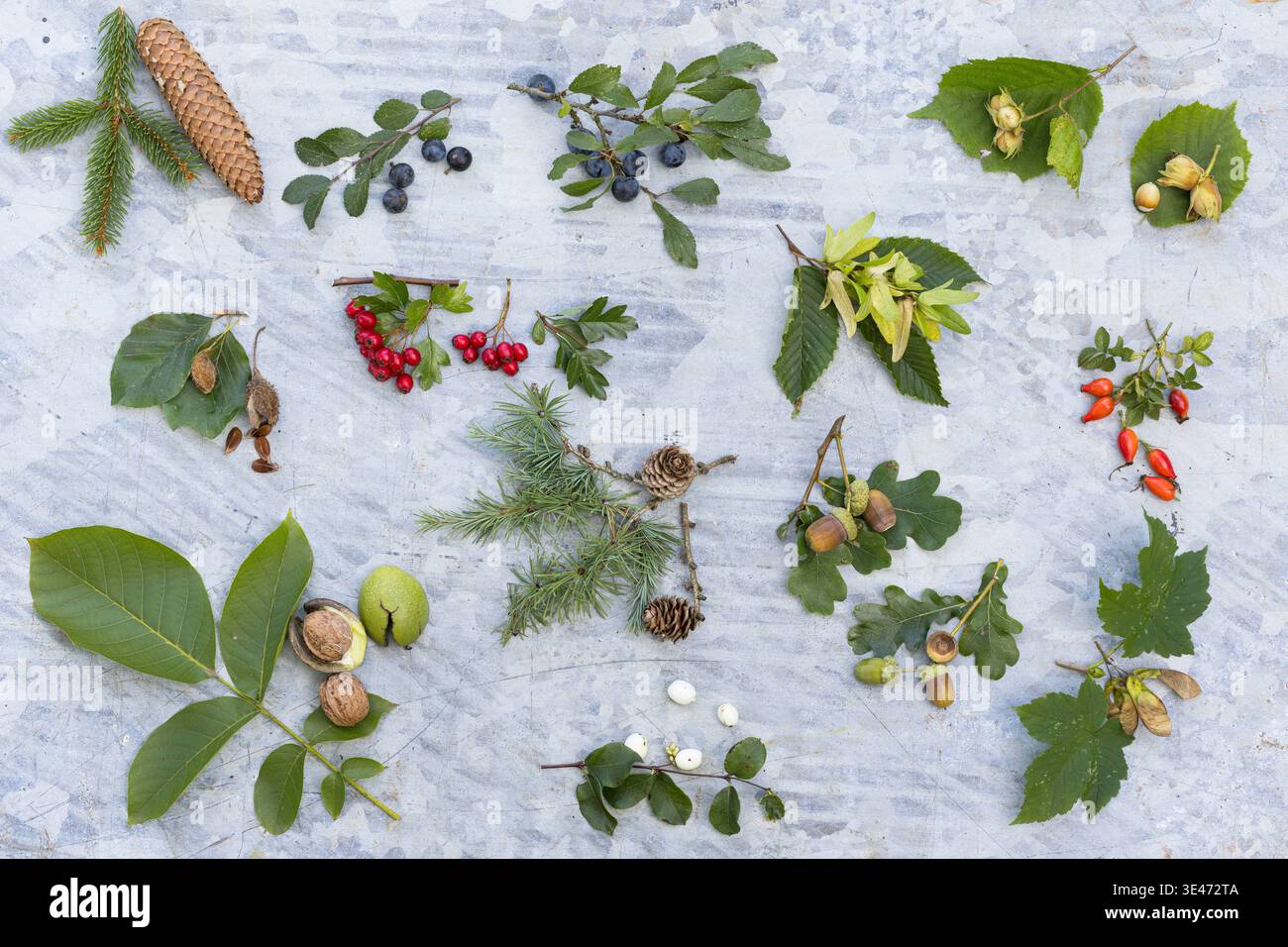Baumpelmanismus, Memory Game mit Blättern und Früchten von verschiedenen Bäumen im Herbst Stockfoto