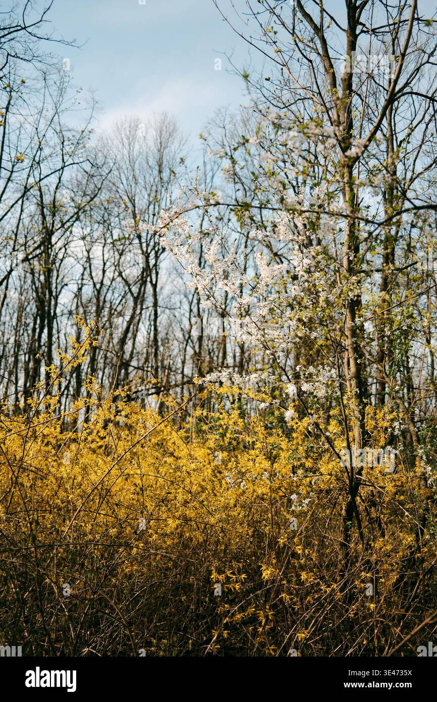 Blühende Forsythiensträucher mit gelben Blüten in Waldlandschaft, perfekt für saisonales Marketing, Naturhintergründe, Öko-Branding und Frühling Stockfoto