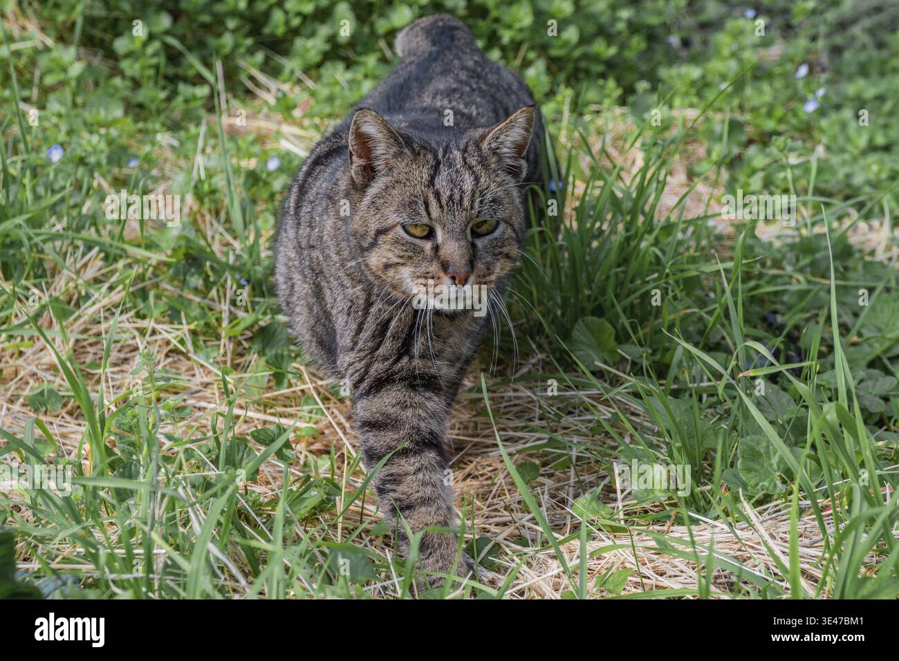 Porträt einer Tabbykatze in einem Küchengarten Stockfoto
