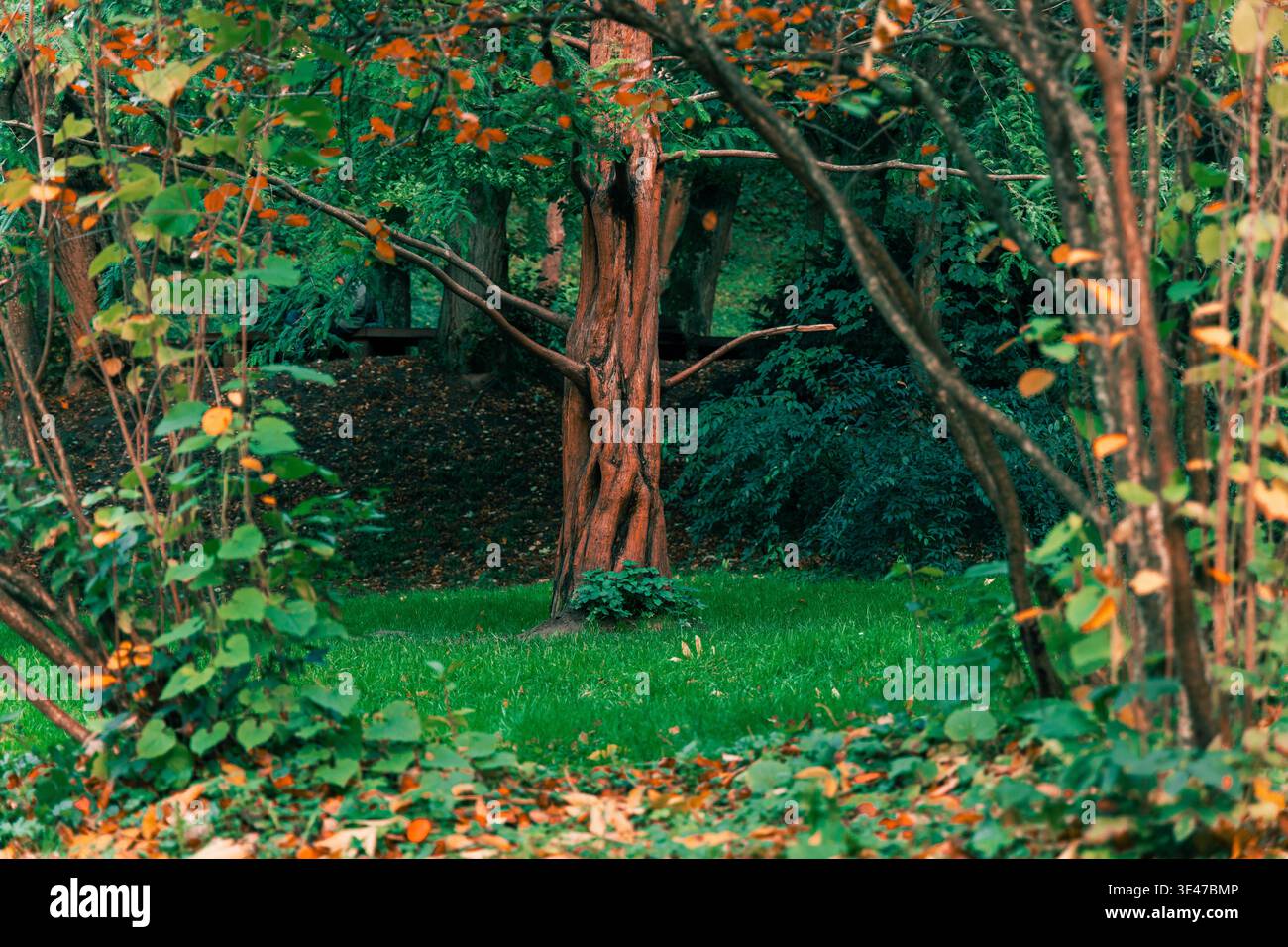 Eine malerische Waldlichtung zeigt die warmen Farben des Herbstblatts, die sich mit lebhaftem grünem Gras und einem einzigartig strukturierten Baumstamm abheben Stockfoto