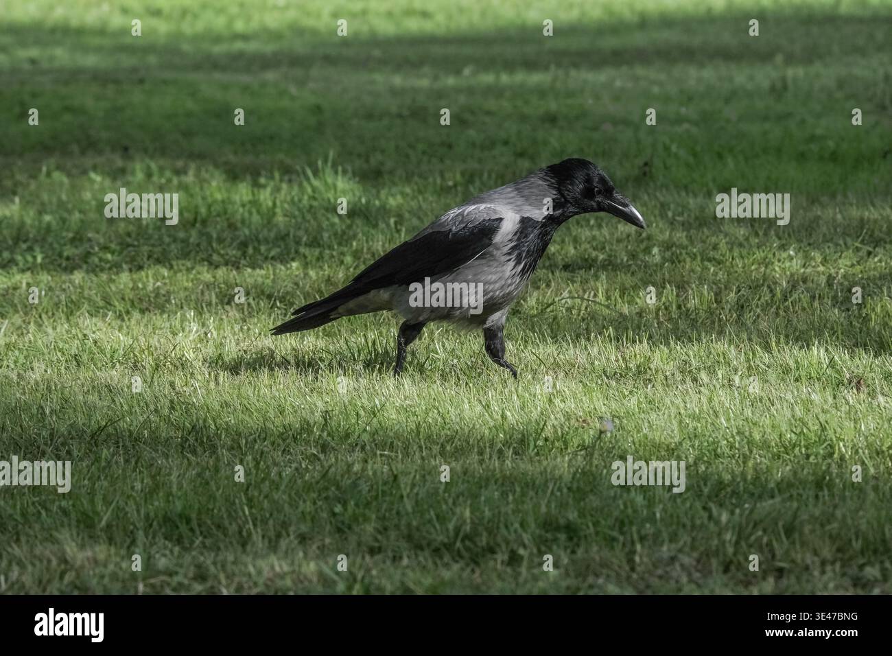 Graue Kapuzenkrähe, die auf einer Wiese pickt Stockfoto