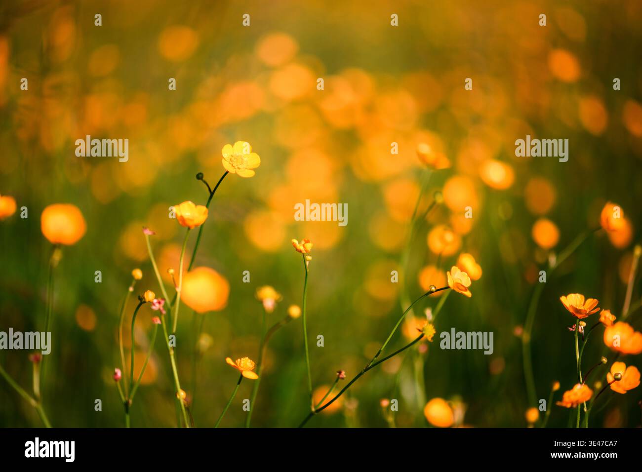 Gelbe Butterblumen in der Frühlingswiese Nahaufnahme. Blühen Sie Sommerblumen. Natürliche Schönheit Hintergrund Stockfoto