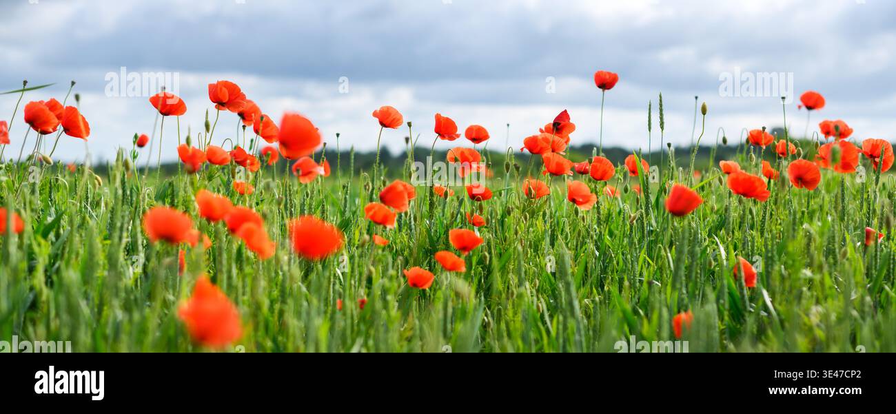 Rote Mohnblumen blühen im grünen Feld unter hellem Tageslicht. Lebendige Frühlingswiese mit natürlichen Farben und frischer Atmosphäre im Freien Stockfoto