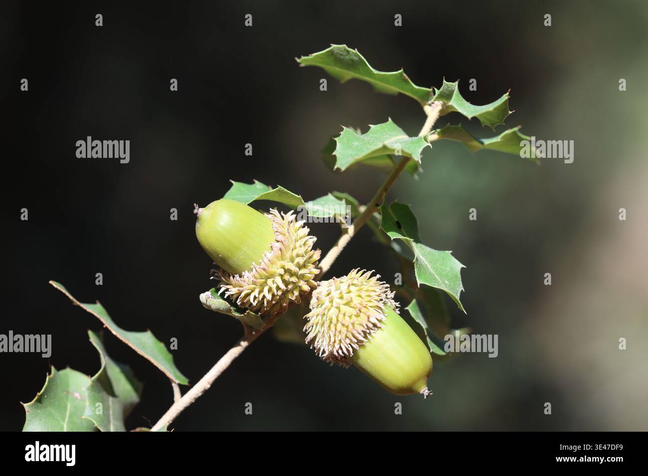 Eicheln und Blätter von Quercus coccifera Stockfoto