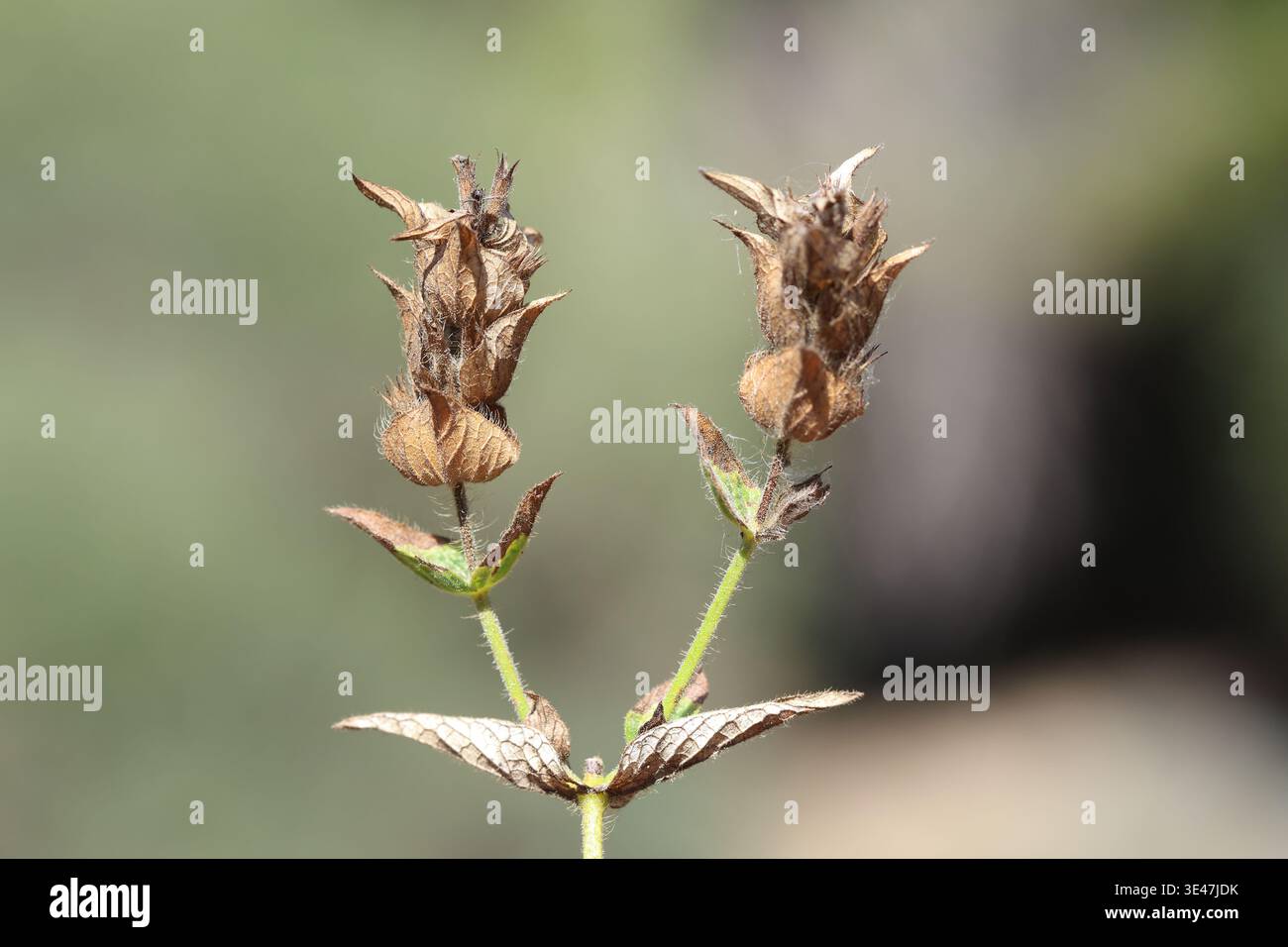 Samenzapfen von Flusseiche (Casuarina cunninghamiana) isoliert auf weiß Stockfoto