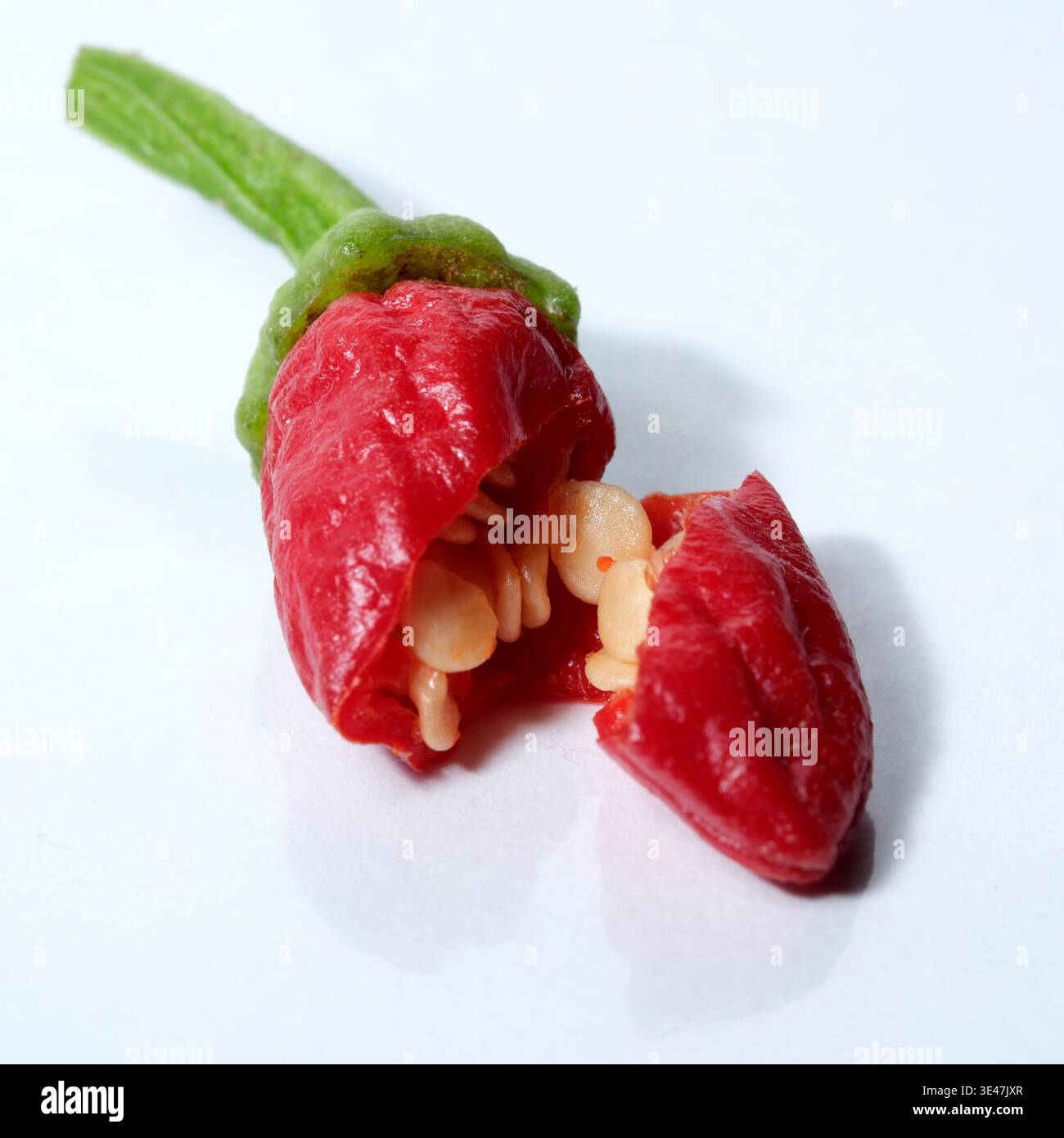 Ein hellroter Chili-Pfeffer offenbart seine Samen, wenn er sich wie eine Blume im Inneren öffnet. Stockfoto