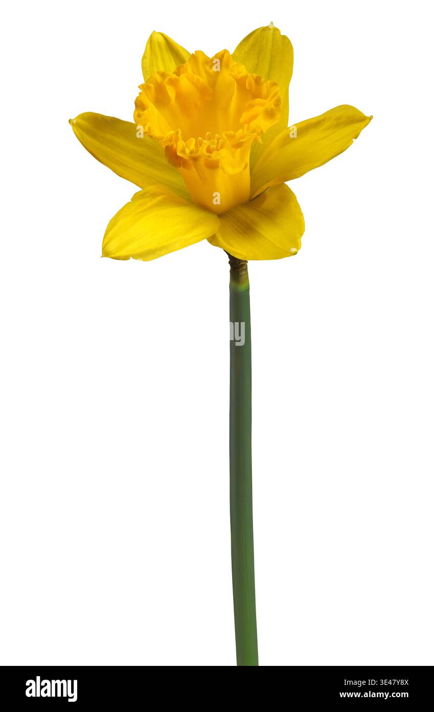 Einzelne gelbe Narzissen-Blüte isoliert auf weißem Hintergrund Stockfoto