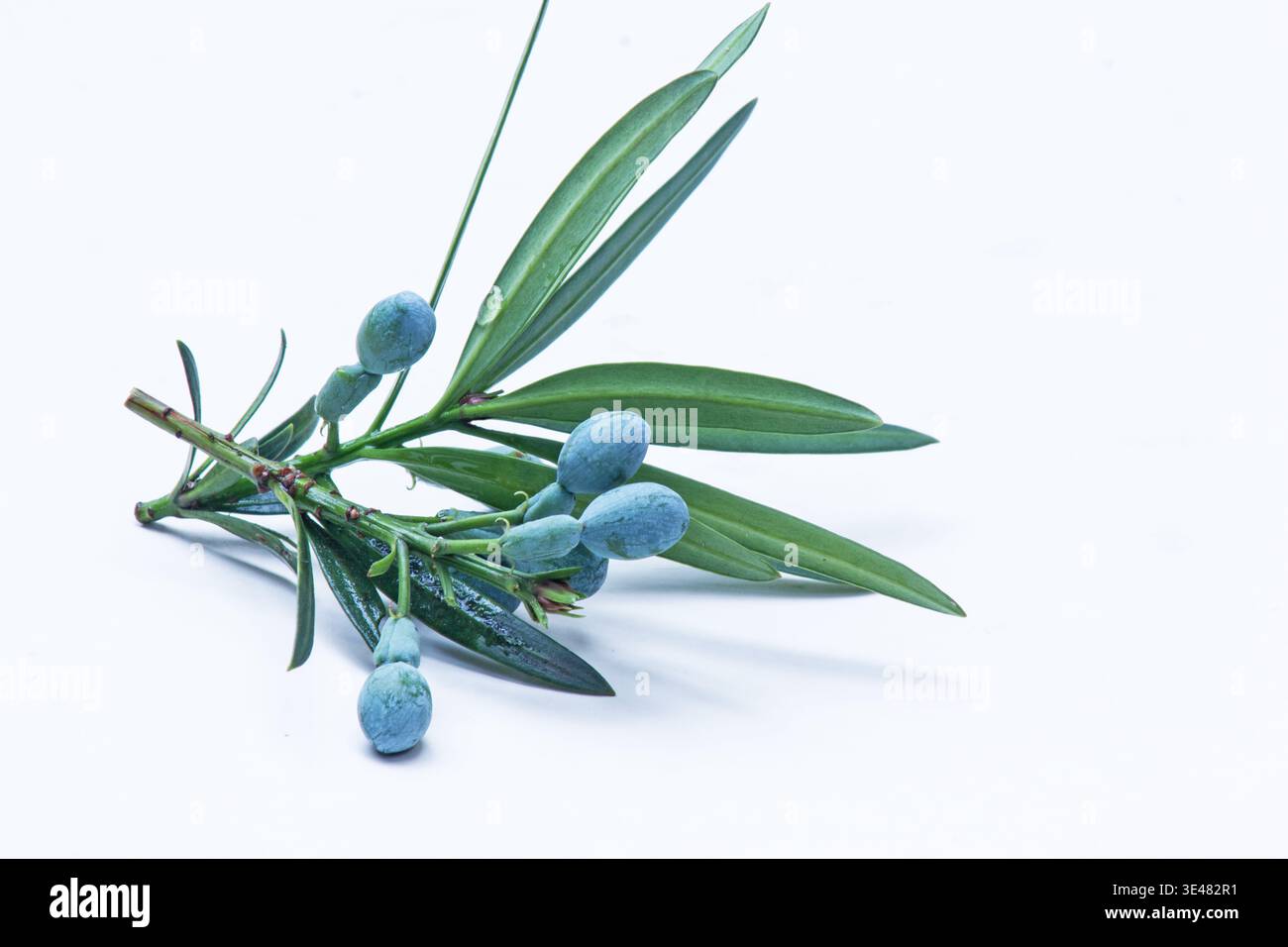 Pflaumenkiefer (Podocarpus elatus) Zweig mit Blättern und Samen auf weißem Hintergrund Stockfoto