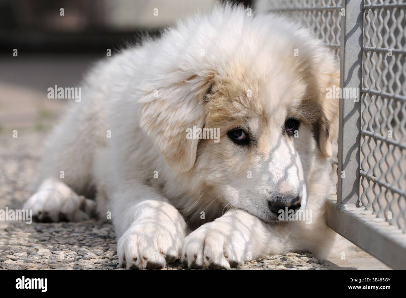 Junger Pyrenäenenhund, der auf Steinen liegt und sich an einen Metallzaun lehnt. Viehzuchthund ruht im Freien an einer ruhigen und friedlichen Szene. Stockfoto