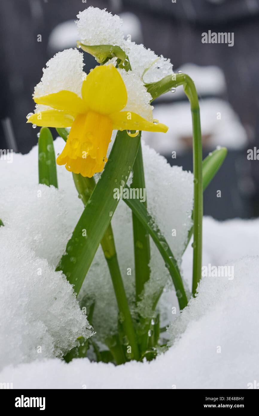 Berchtesgaden, Deutschland 26.03.2024: Im Bild: Gelb Narzissen,Osterglocken, ragen aus einer frischen Schneedecke hervor und sind teilweise von Schnee bedeckt. Die Frühjahrsblüher stehen im deutlichen Kontrast zur winterlichen Witterung und verdeutlichen den erneuten Wintereinbruch im Berchtesgadener Land in Bayern, während sich bereits erste Pflanzen des Frühlings zeigen. Bayern Copyright: XFotostandx/xWassmuthx Stockfoto
