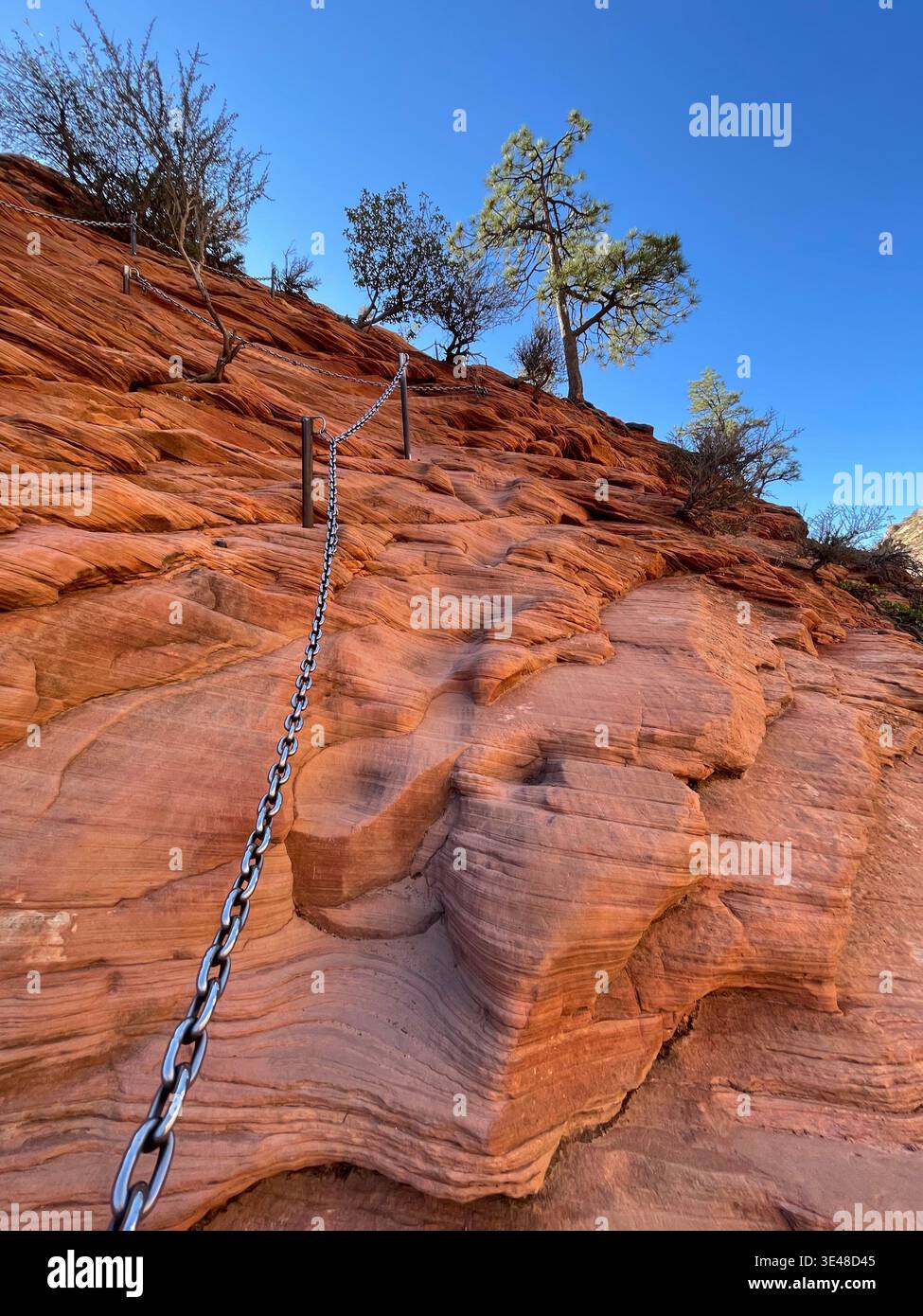 Wanderroute mit Kettenunterstützung auf steilen roten Felswänden mit kargen Bäumen unter klarem blauem Himmel, Zion National Park, Utah, USA - Smartphone-aufgenommenes Stockfoto