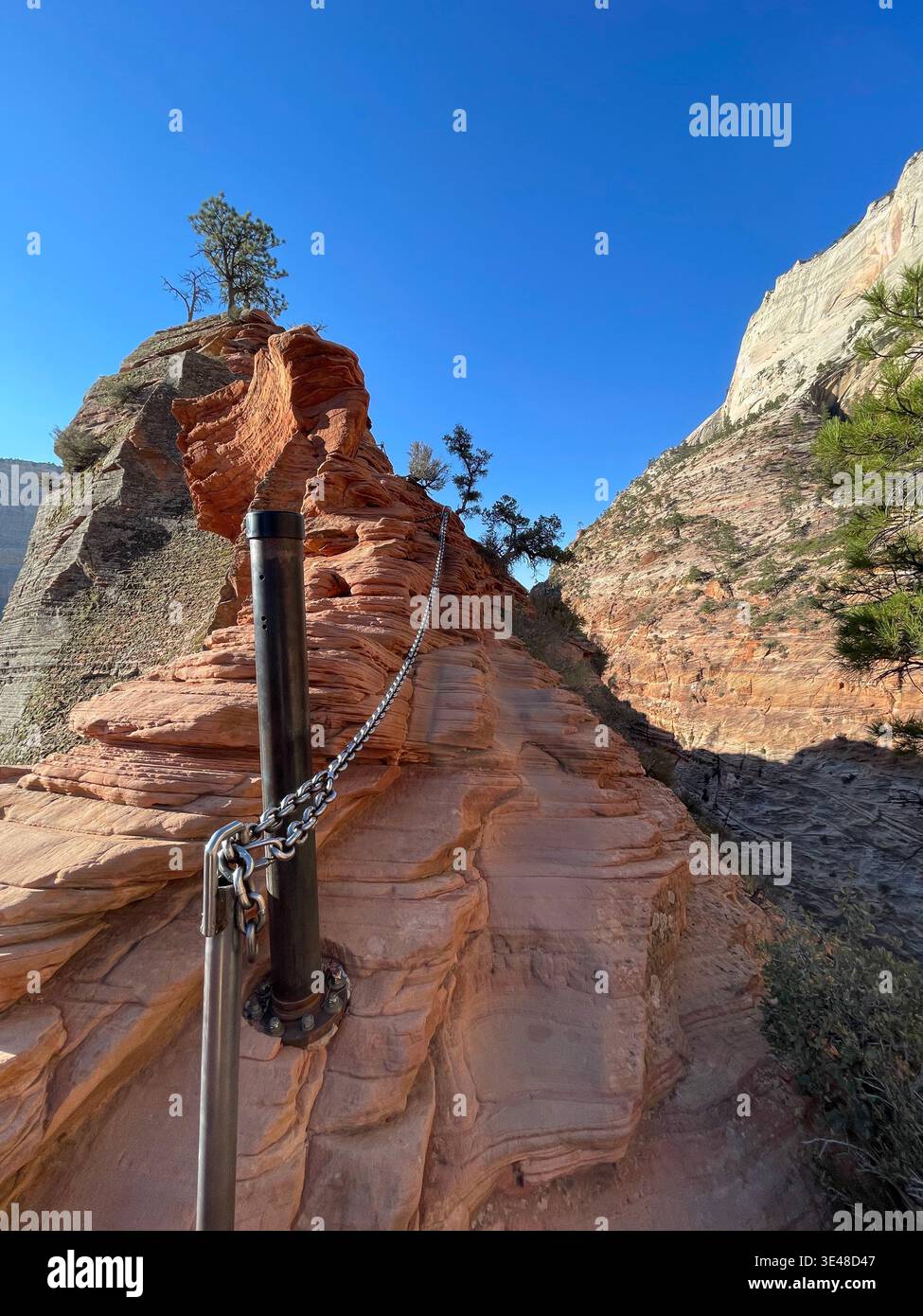 Wanderroute mit Kettenunterstützung auf steilen roten Felswänden mit kargen Bäumen unter klarem blauem Himmel, Zion National Park, Utah, USA - Smartphone-aufgenommenes Stockfoto