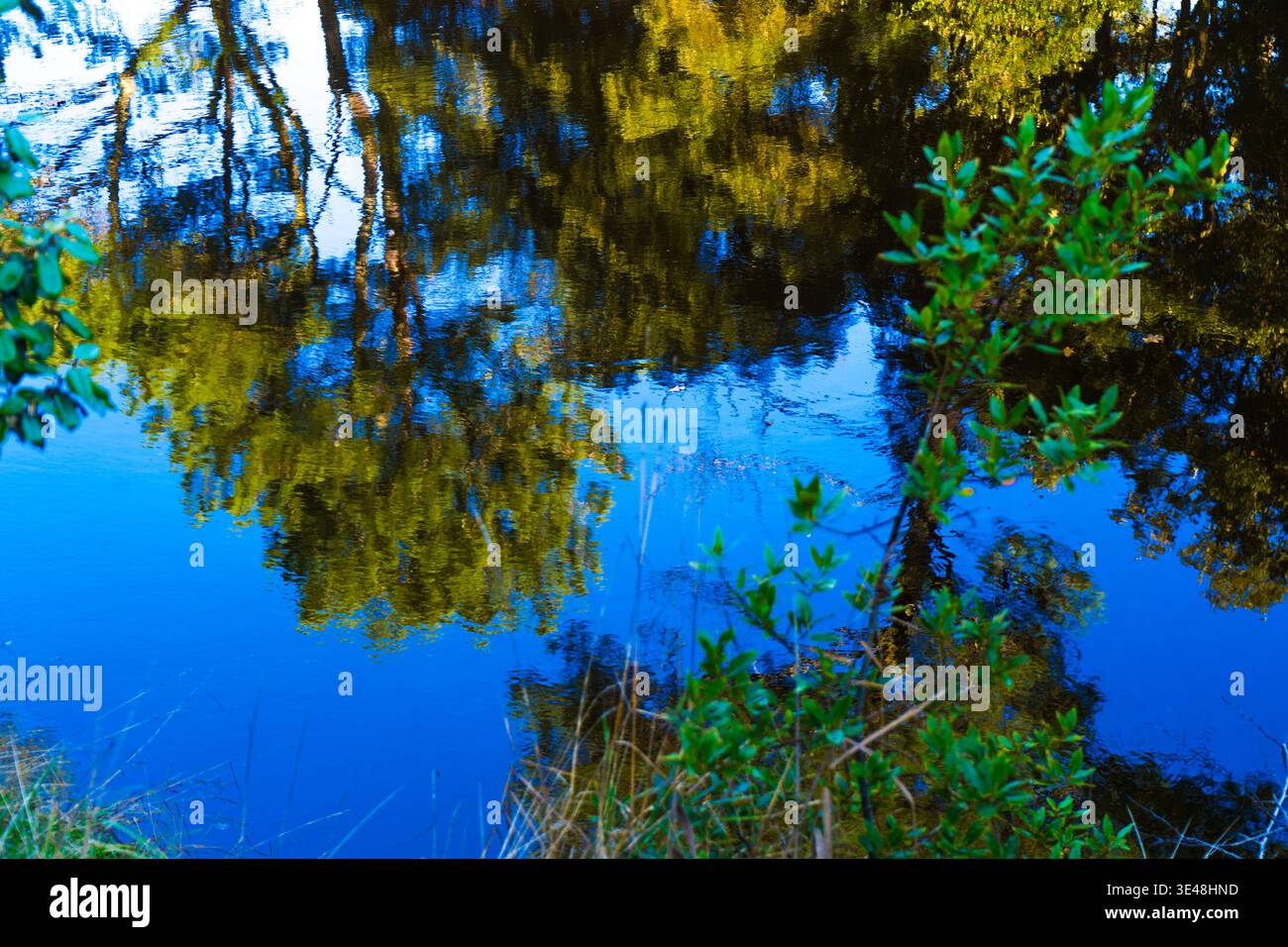 Künstlerischer abstrakter Naturhintergrund mit verschwommenen Baumreflexionen auf ruhigem Wasser, beleuchtet von warmem goldenem Sonnenlicht. Eine ruhige, traumhafte Komposition Stockfoto