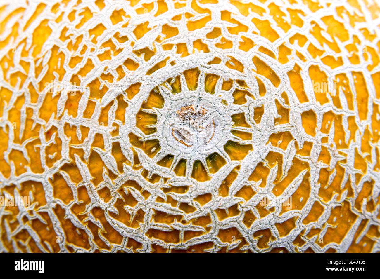 Melonenhaut, eine tropische Frucht mit süßem Geschmack Stockfoto