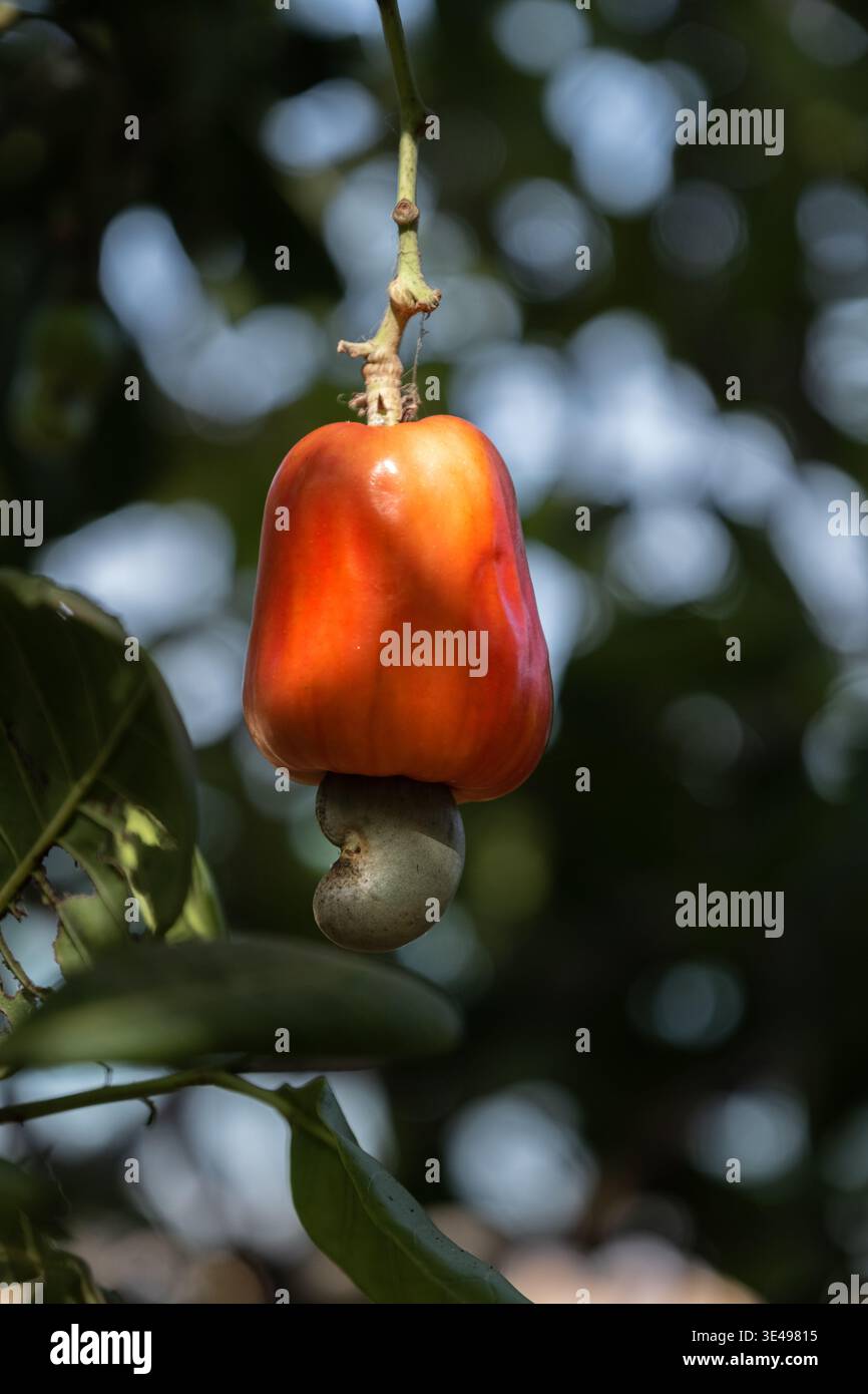 Blick auf einen Reifen roten Cashewapfel mit seiner Nuss, die an einem Baumzweig im üppigen tropischen Laub von Bijagos, Guinea-Bissau, hängt. Stockfoto