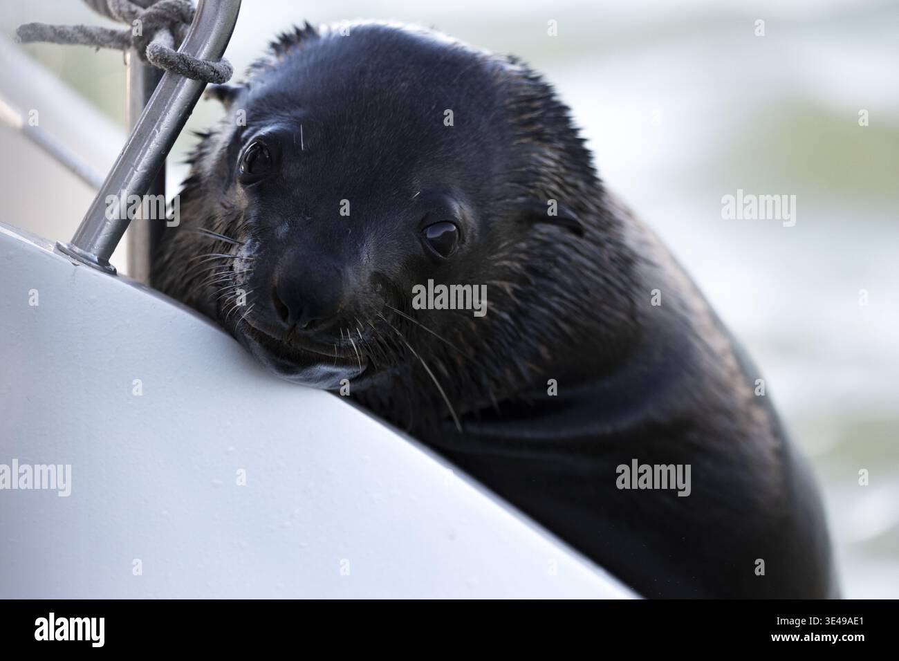 Blick auf einen jungen Robbenjungen mit dunklem nassem Pelz, der seinen Kopf auf dem weißen Rumpf eines Bootes Namibia ruht. Stockfoto