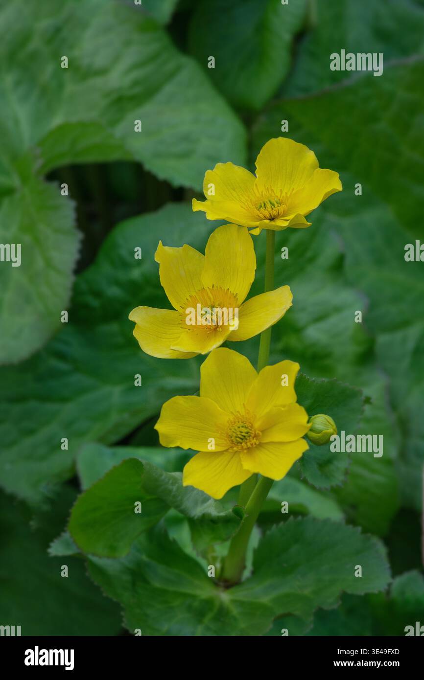 Marsh Marigold, Caltha palustris, mehrjährige krautige Pflanze, einheimische Arten, Frühling, England. Stockfoto