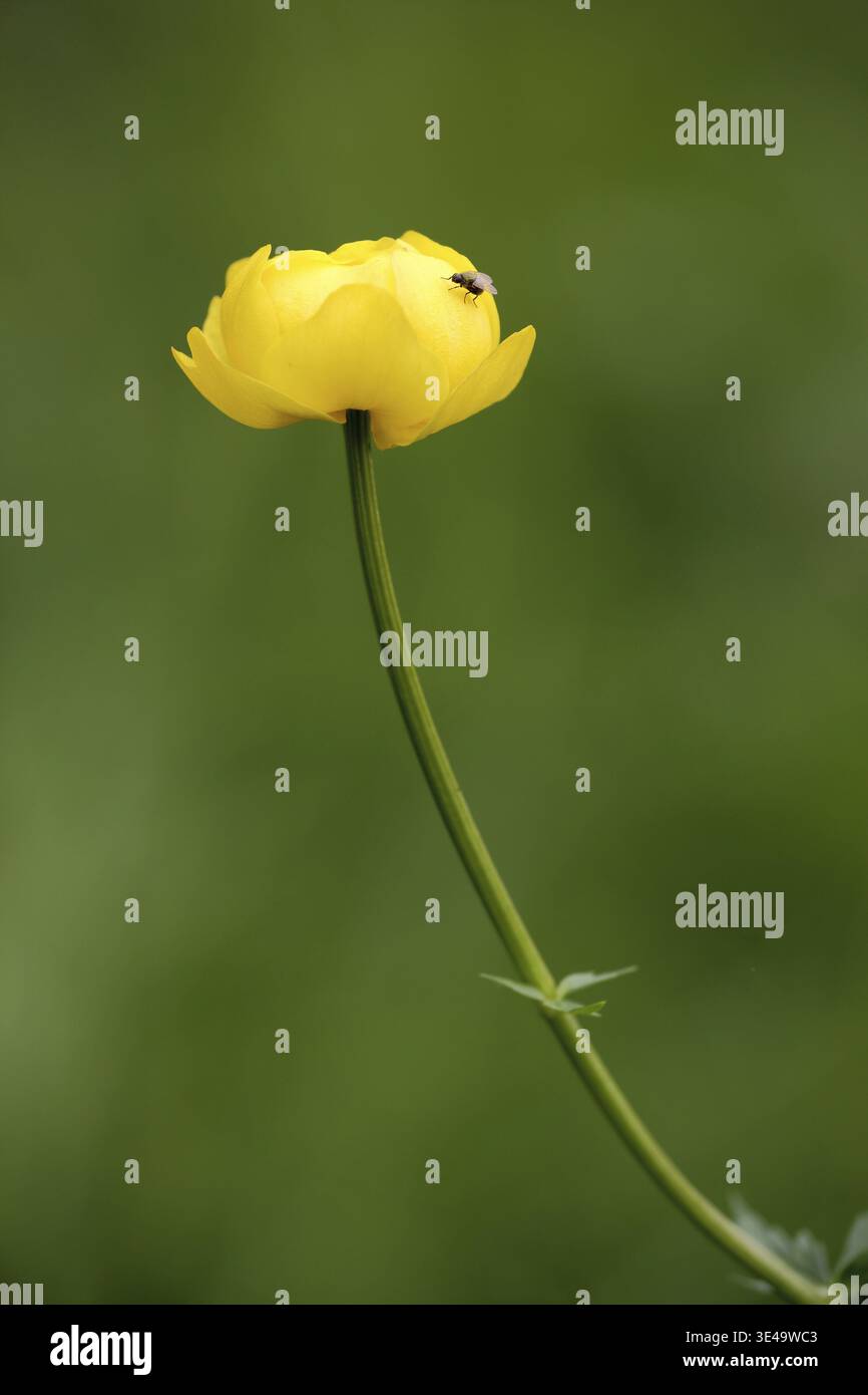 Europäische Trollblume (Trollius europaeus), Naturfotografie, UNESCO, Biosphärenreservat, lange Rhoen, Bayern, Deutschland Stockfoto