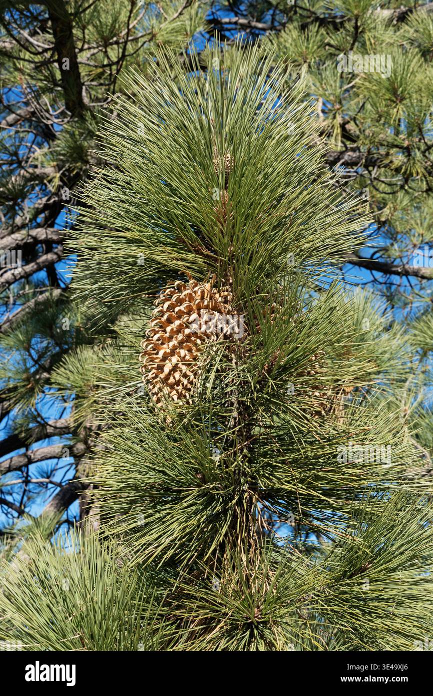 Coulter Pine oder Pinus Coulteri mit großem Kiefernkegel, der im Angeles National Forest wächst Stockfoto