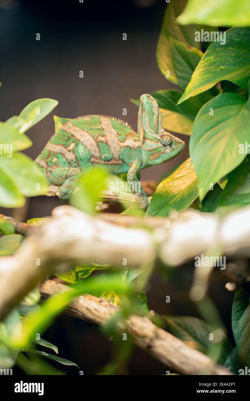 Nahaufnahme eines grün-türkisfarbenen Chamäleons, das auf einem Ast in dichtem, belaubtem Terrarienlaub thront und strukturierte Schuppen hervorhebt, ca. Stockfoto