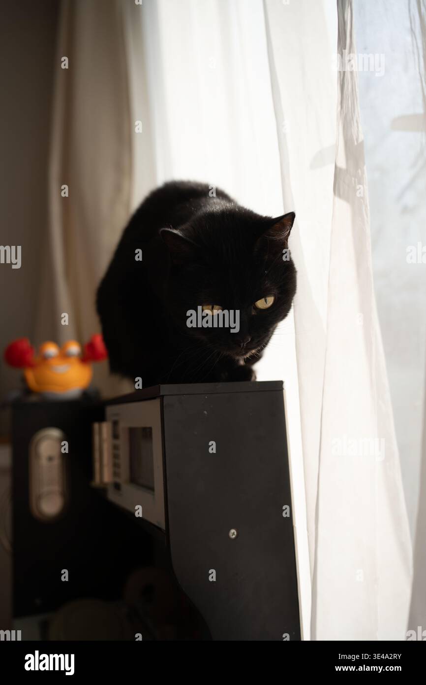 Schwarze Katze, die auf einem kleinen schwarzen Elektronikregal mit einem sonnendurchfluteten weißen Vorhang und Fenster in einem gemütlichen Wohnzimmer steht; warme Hintergrundbeleuchtung hebt goldene Augen hervor Stockfoto