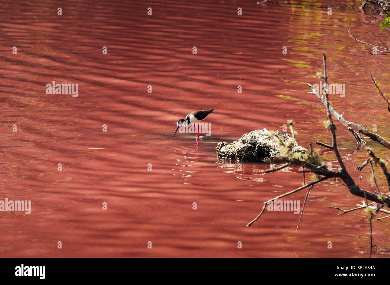 Schwarzhalsstelzen waten in der roten Lagune auf Isabela Island, Galapagos Stockfoto