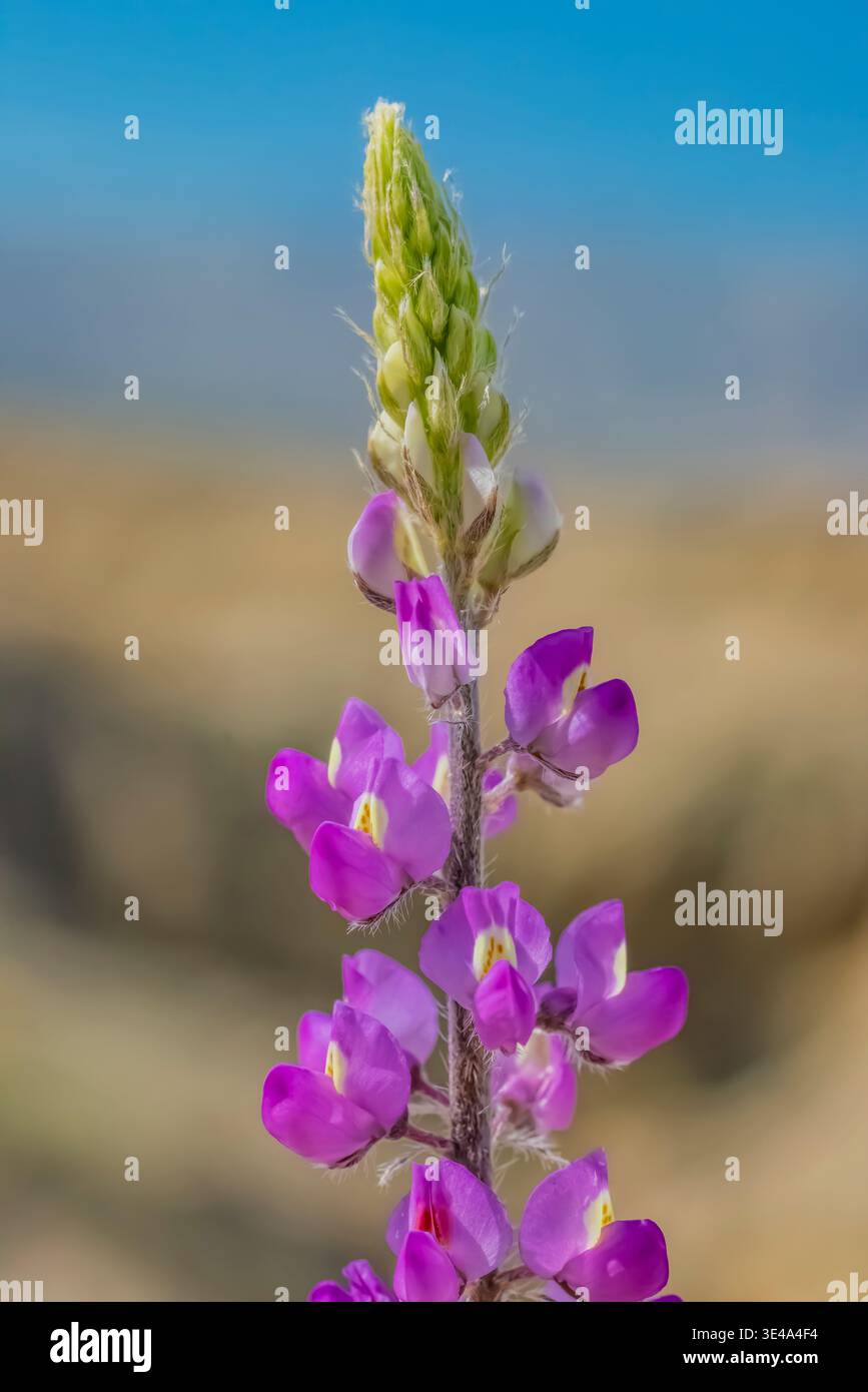 Arizona Lupine, Lupinus arizonicus, blüht im Anza-Borrego Desert State Park, Kalifornien, USA Stockfoto