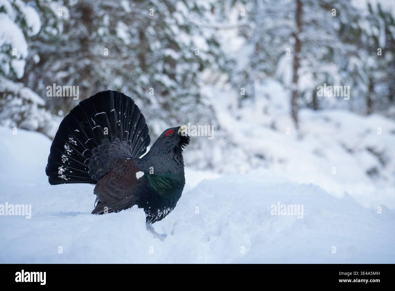 Westlicher Auerhahn (Tetrao urogallus) männlich mit Schwanz gefächert, stehend im tiefen Schnee im Wald, Schottland, Großbritannien. Stockfoto